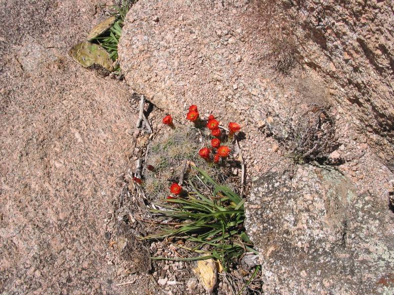 Don't take it away yet. Michelle snaps a lovely shot of some cactus flowers