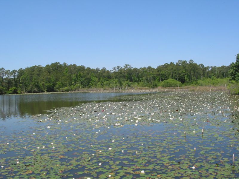 River's Edge - Lillypads