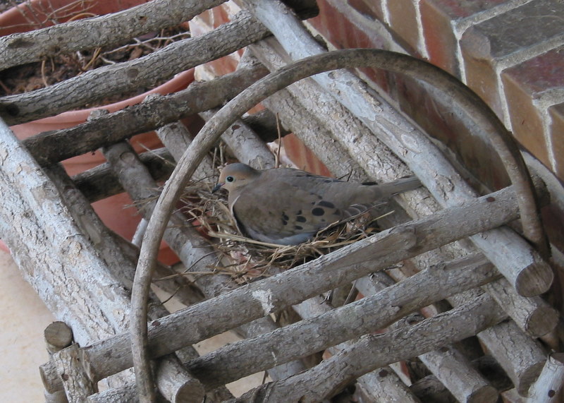 Dove on nest on front porch