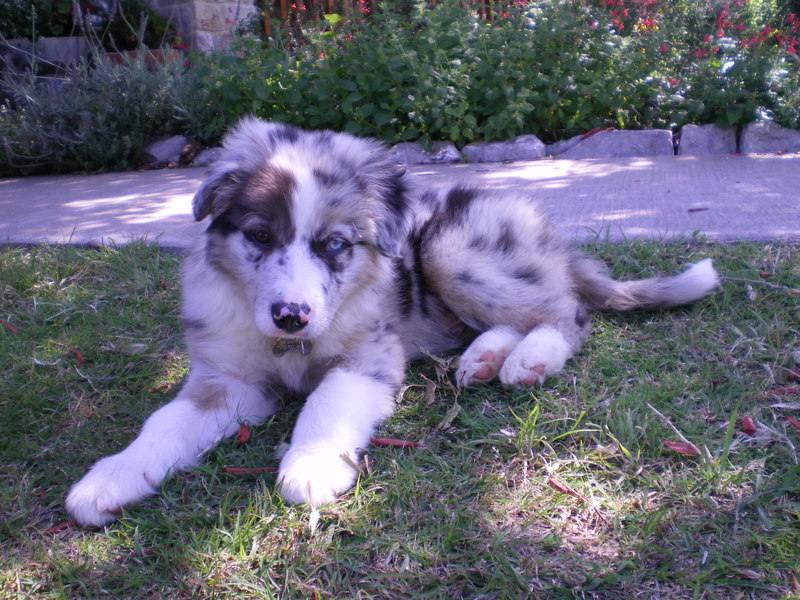 Scout the Border Collie - One of the best photos I've ever taken