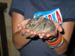 Close up of the bunny in Holly's hands.jpg (65206 bytes)