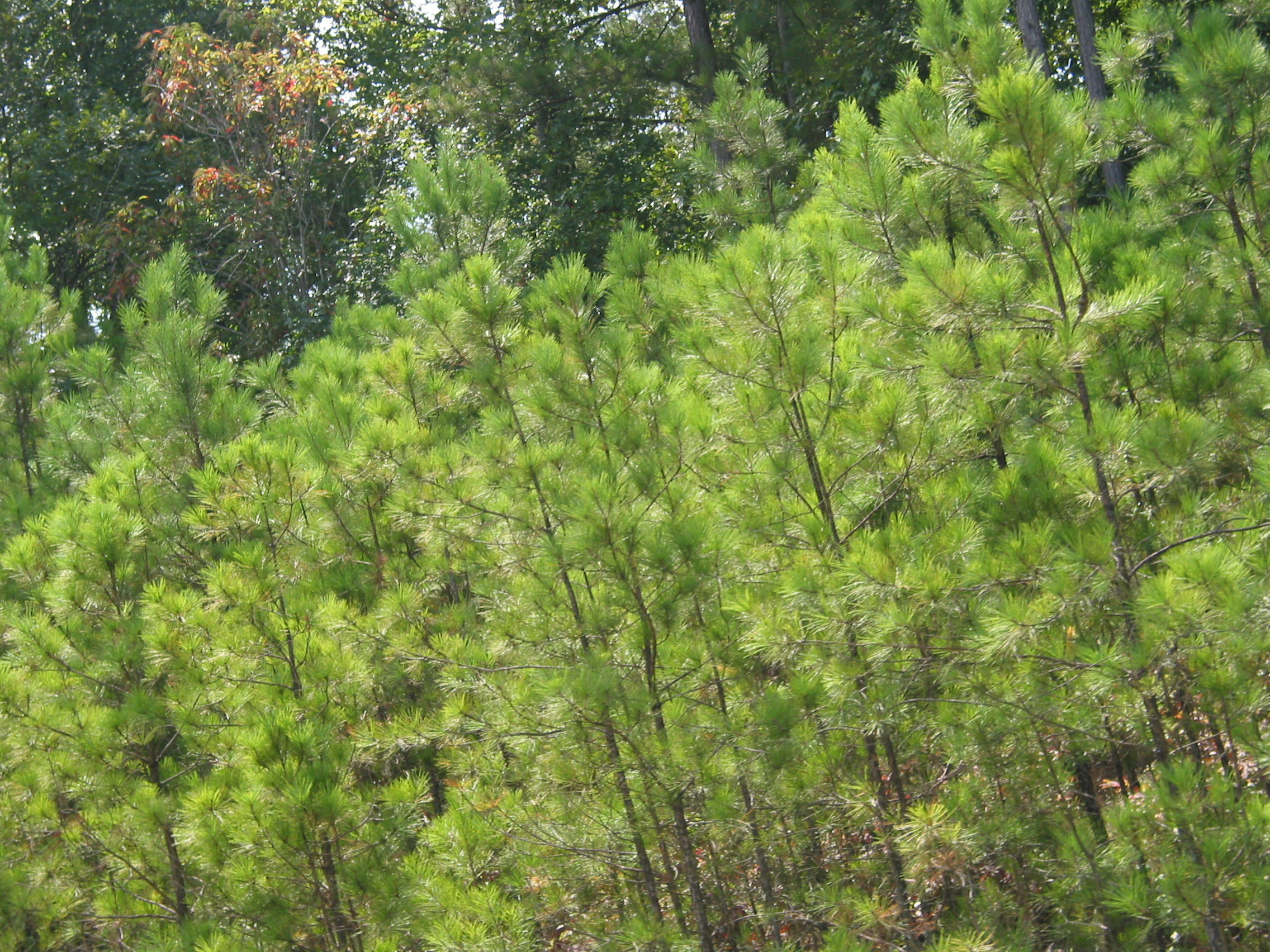 Some young Georgia pines