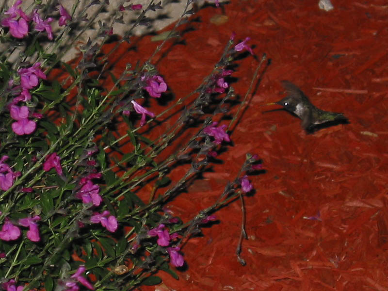 Zoom-in on Hummingbird