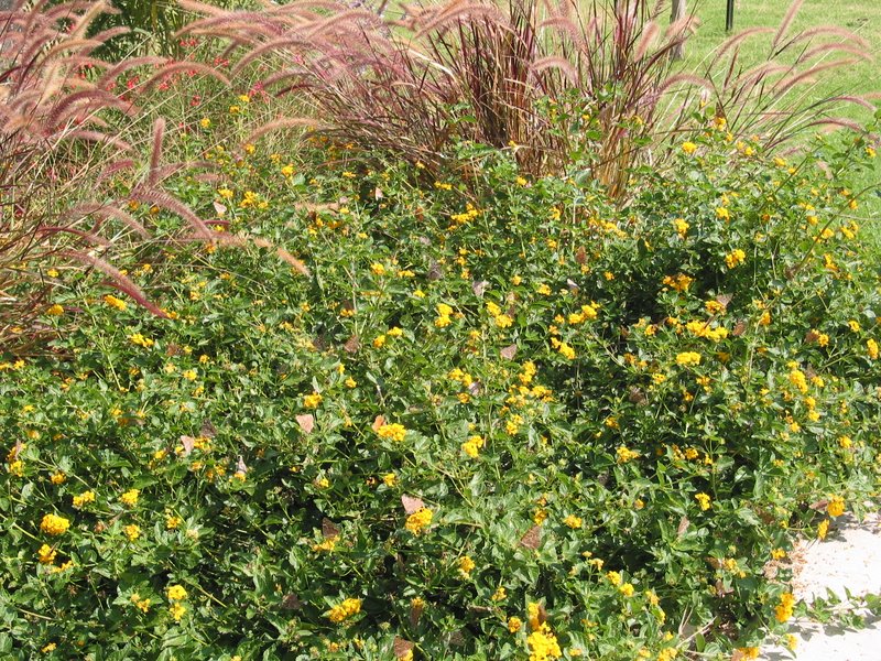 See if you can count the butterflies