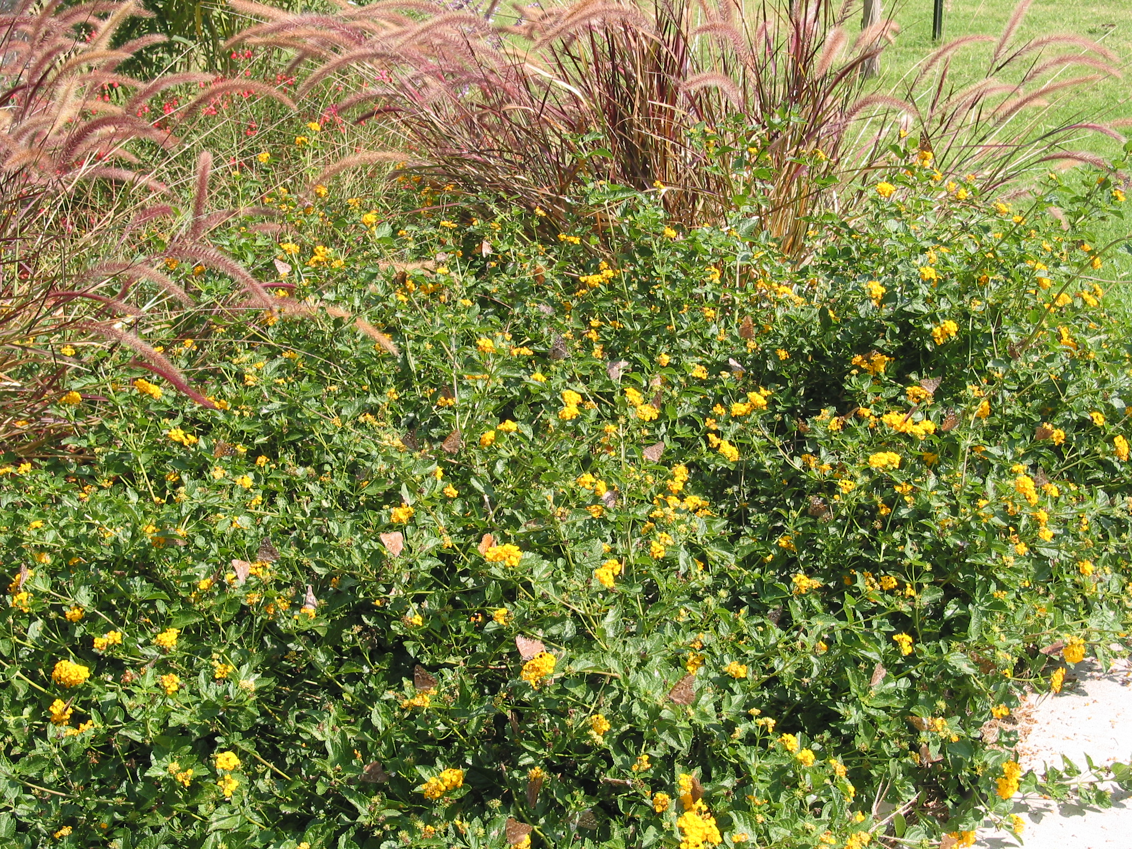See if you can count the butterflies