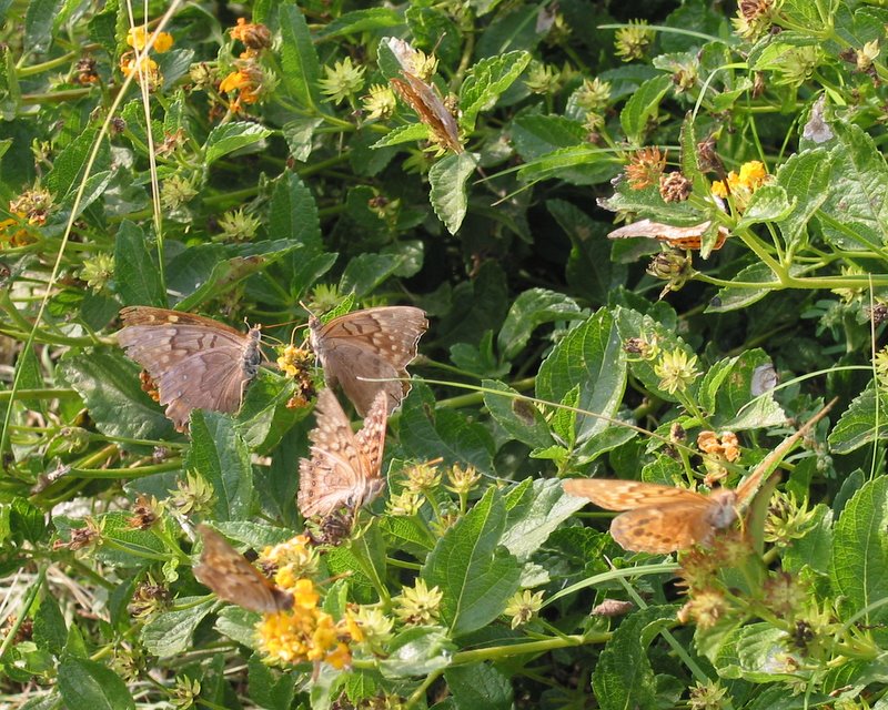 Two butterflies sharing a flower