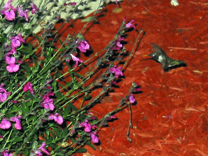 A Hummingbird enjoying the new improved front garden