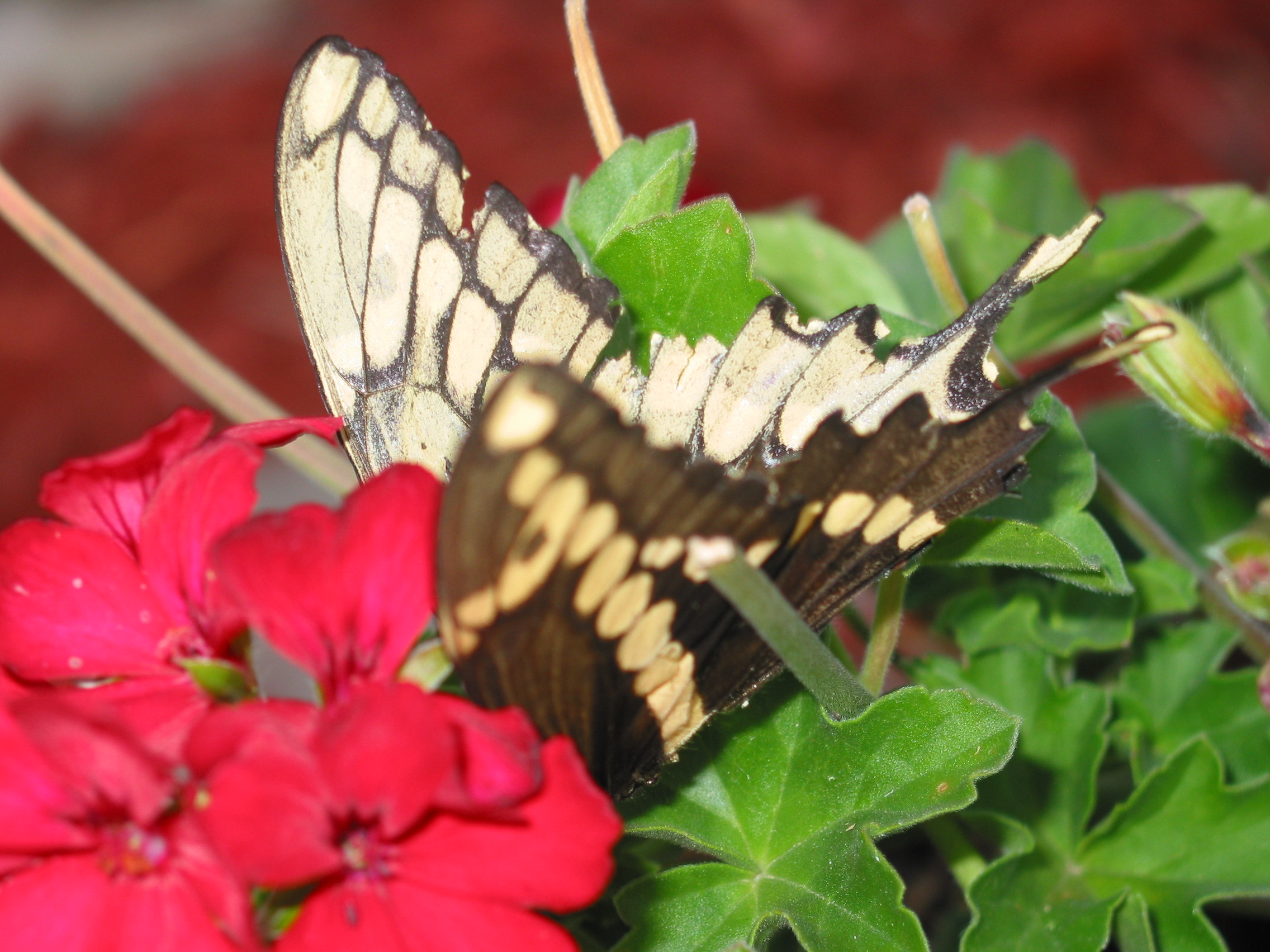 Butterfly in the septic tank camouflage garden
