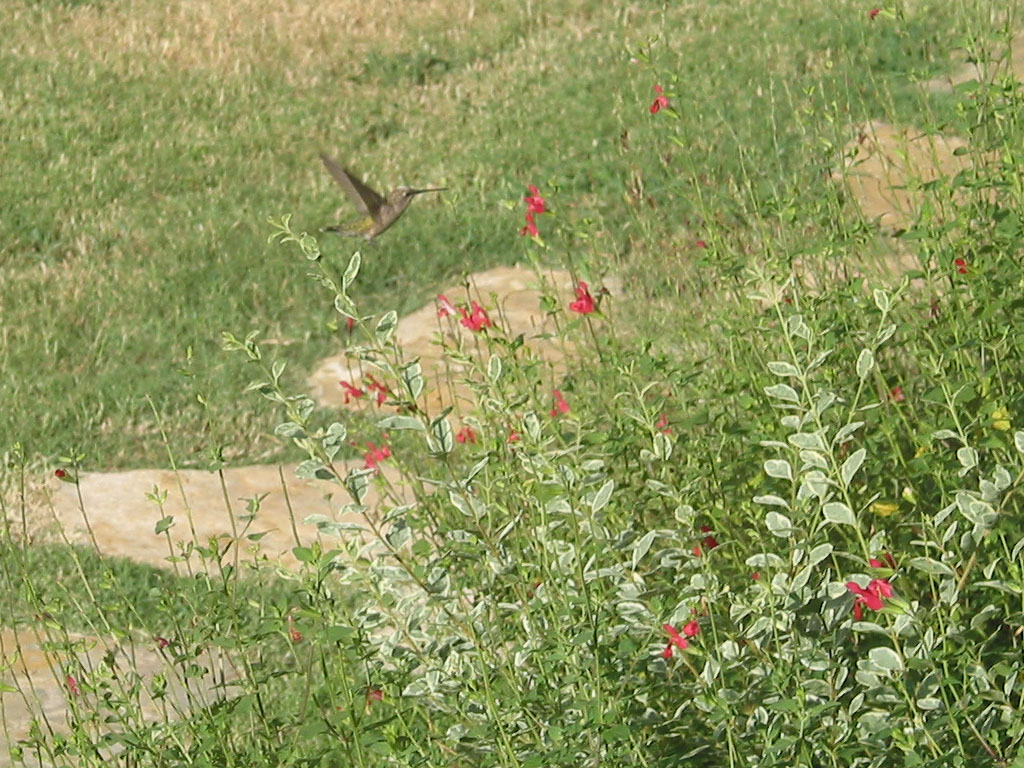 Humming Bird