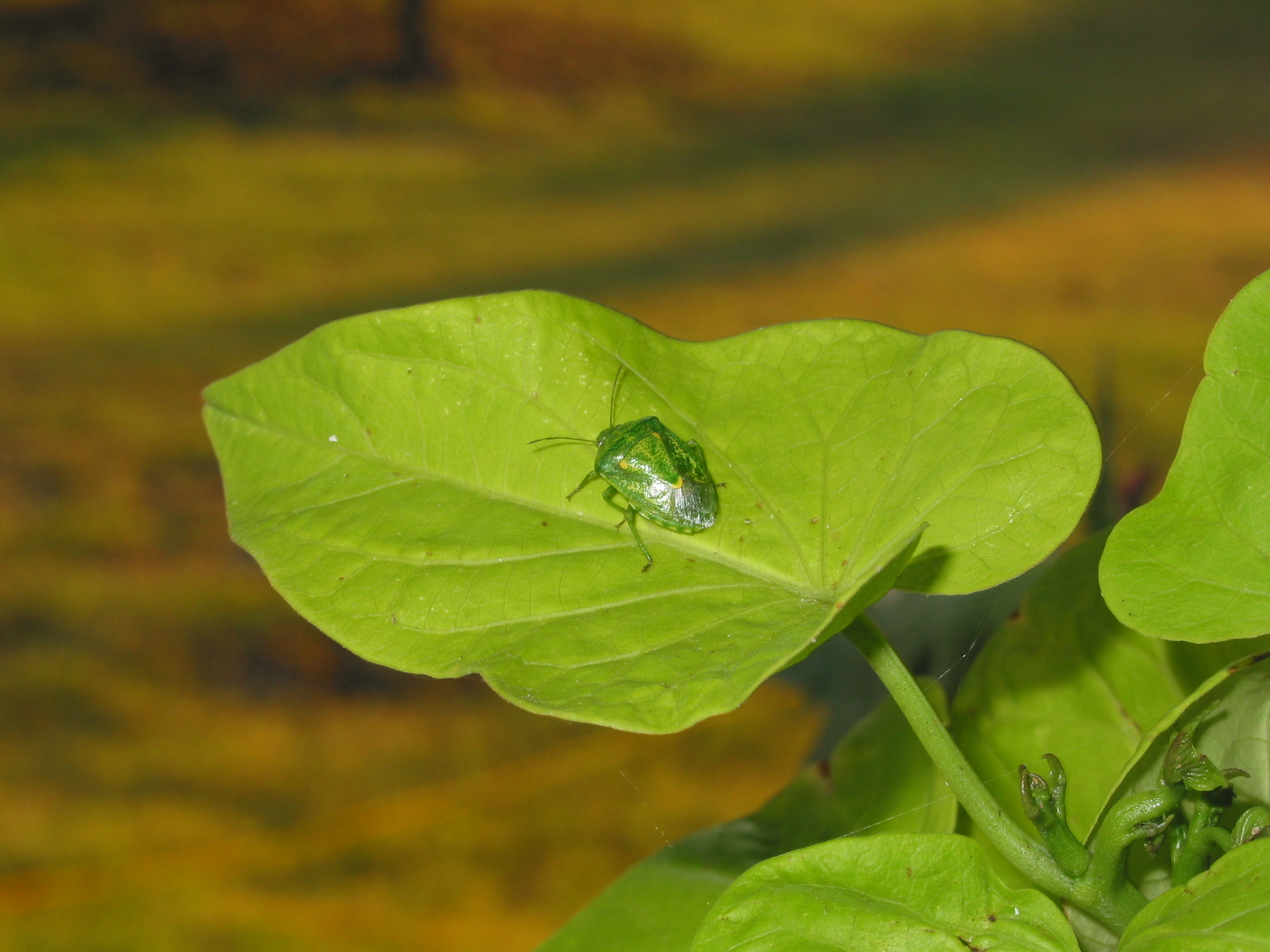 The Aggies tell me this is a Southern Green Stink Bug