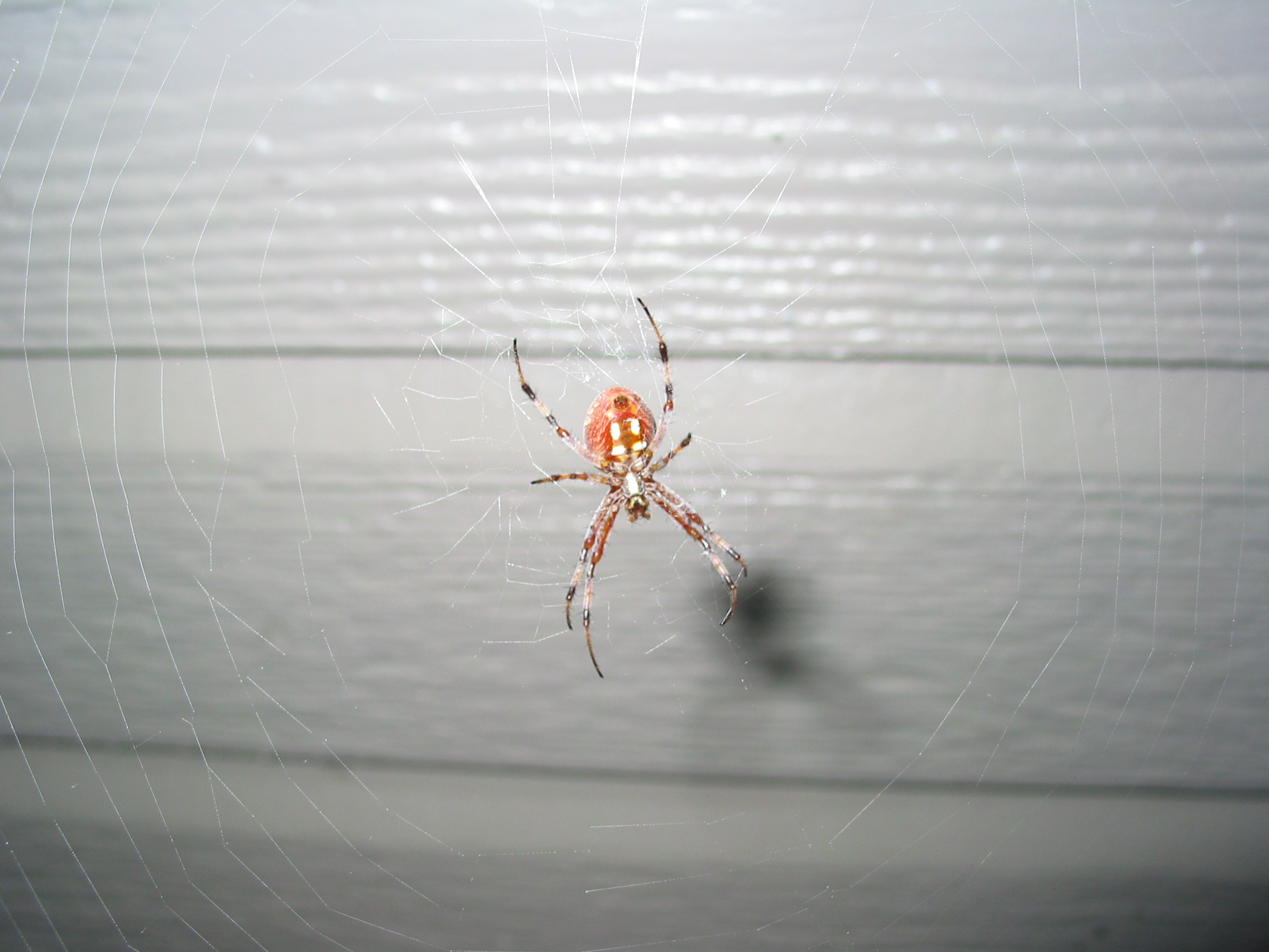 Spider 2