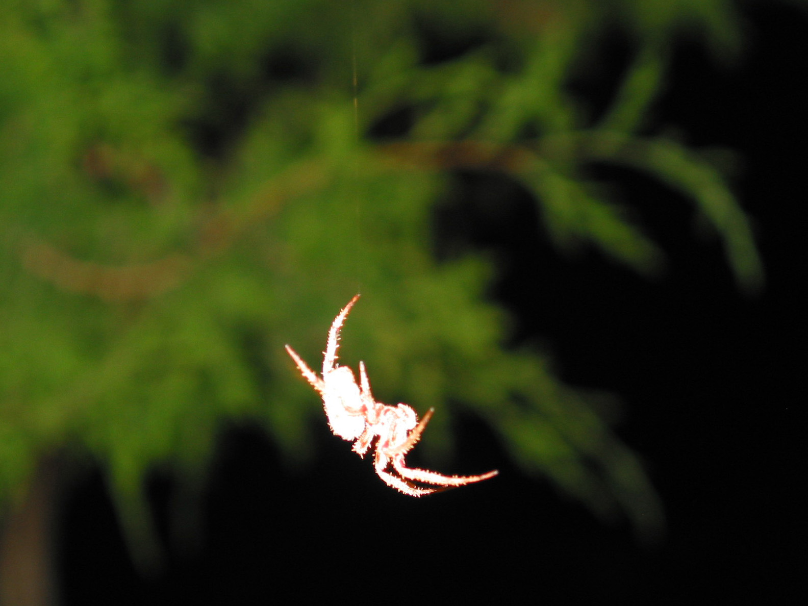 Spider hanging by a thread