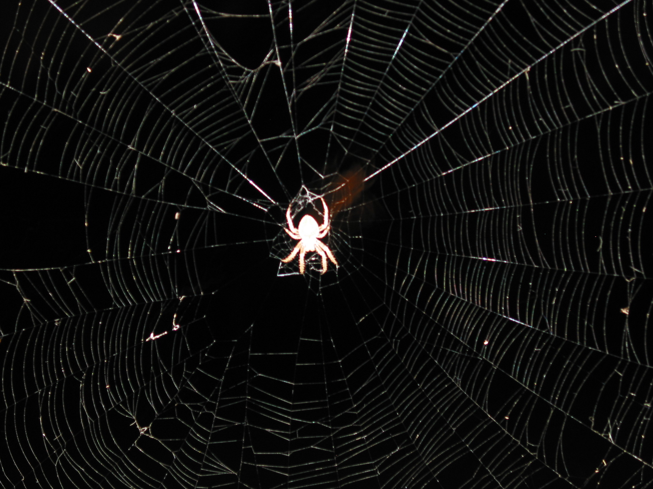Spider on it's web