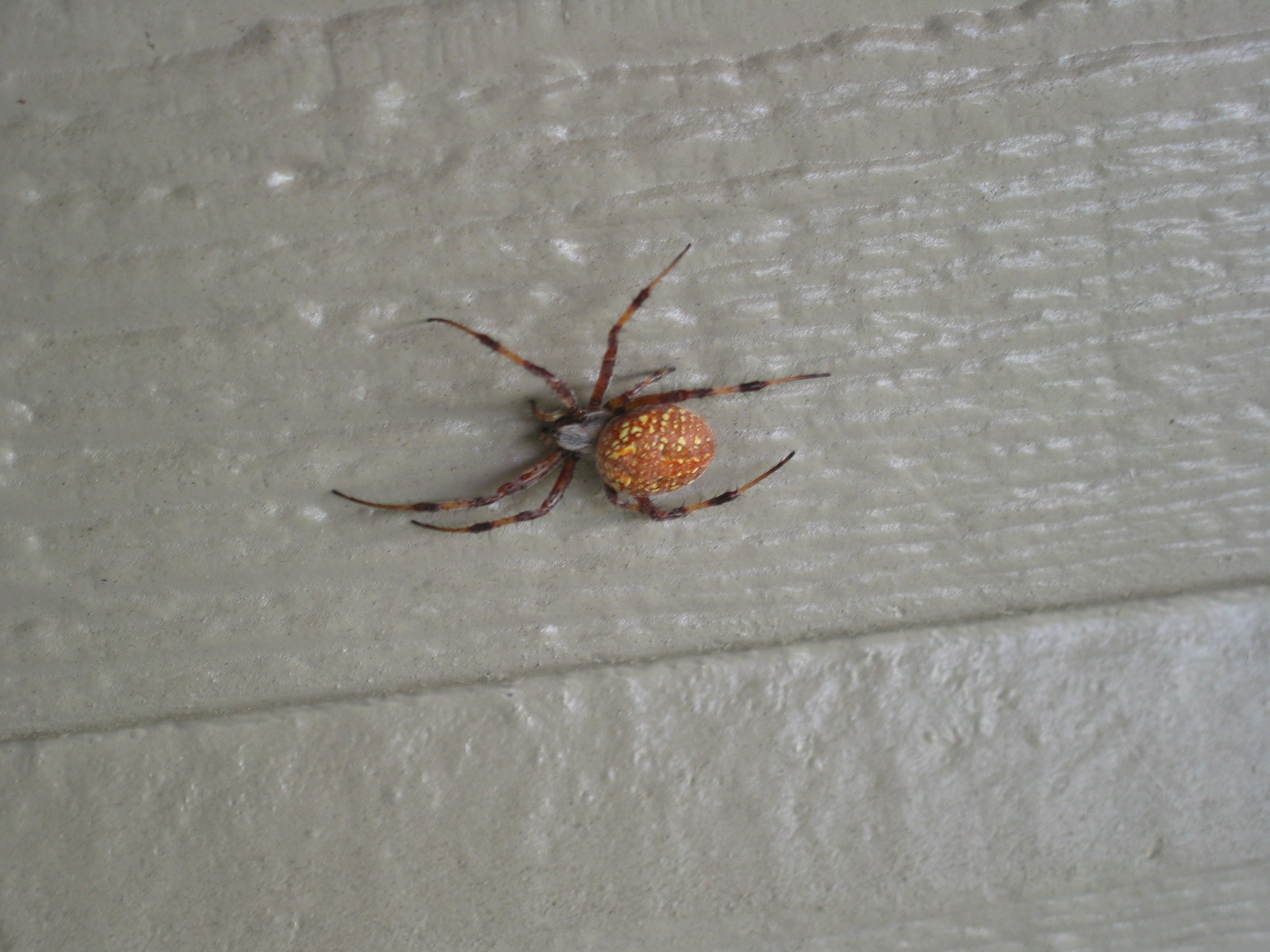 Yet another spider