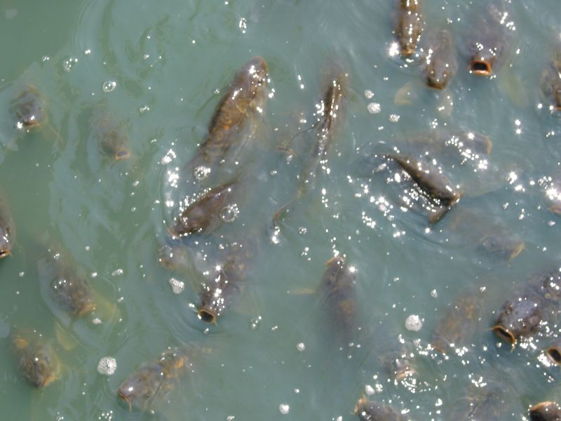 Carp begging for food off the dock at Celebrity Square