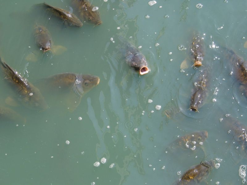 More carp begging for food off the dock at Celebrity Square