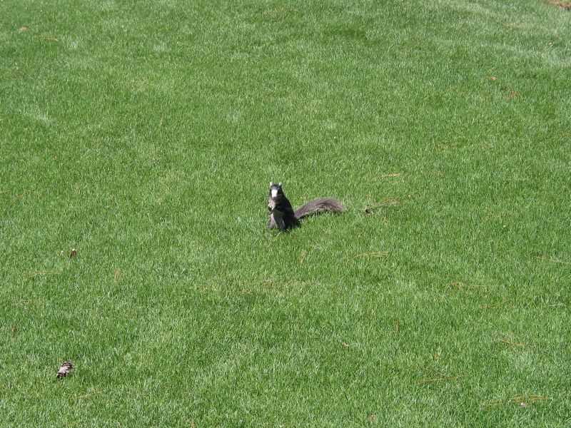 Oyster Bay - One of those weird squirrel-things