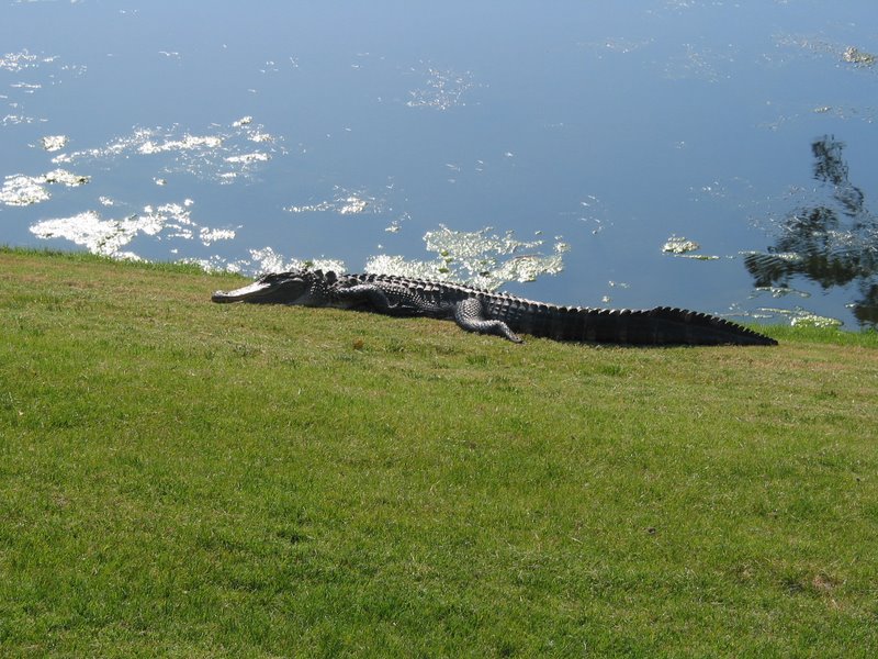 IMG 3645 - A little closer to the sunbathing gator