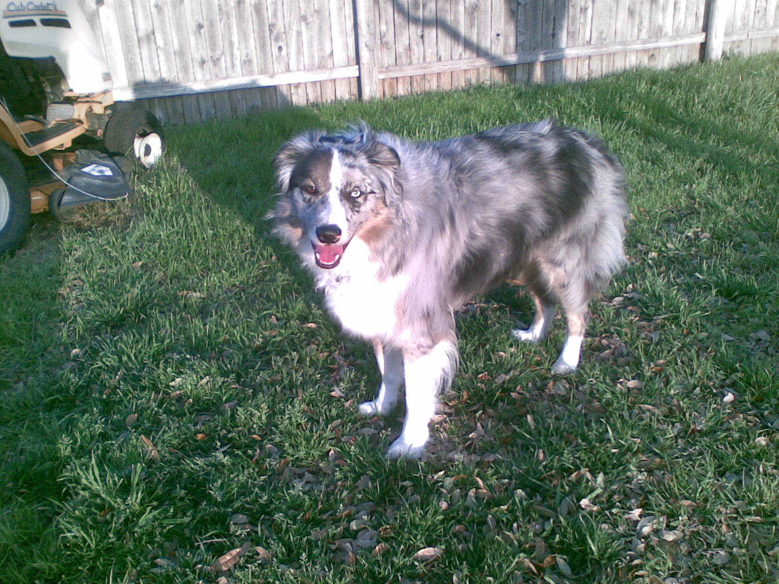Scout's Buzz Cut