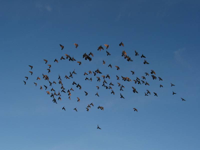 Birds flying over the hotel at Sunset. For some reason this is the only photo I took in Fredericksburg
